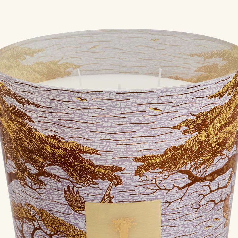 Sacred Trees Cocody Candle Max 35 baobab collection sacred trees cocody candle max 35