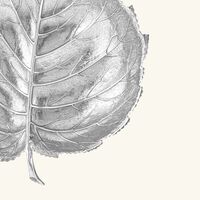 وعاء على شكل أوراق البندق فضي بحجم متوسط بوتشيلاتي وعاء على شكل أوراق البندق فضي بحجم متوسط