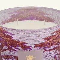 baobab collection sacred trees massasso candle max 16