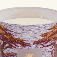 Sacred Trees Massasso Candle Max 24 baobab collection sacred trees massasso candle max 24