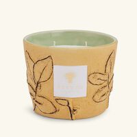baobab collection folia garrigue candle max 10