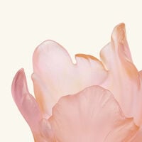 Tulipe Vase Amber Pink Small Limited Edition daum tulipe vase amber pink small limited edition