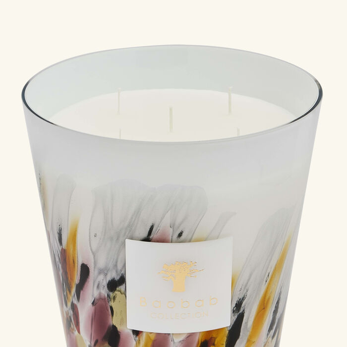 باوباب شمعة رينفورست تانجونغ ماكس 24