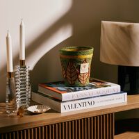 شمعة رافينتسارا هانيترا ماكس 16 باوباب شمعة رافينتسارا هانيترا ماكس 16