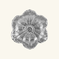 بوتشيلاتي وعاء على شكل زهرة النرجس فضي بحجم صغير جدًا