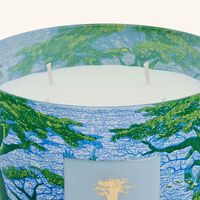Sacred Trees Yarani Candle Max 10 baobab collection sacred trees yarani candle max 10
