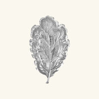 وعاء على شكل ورقة بلوط بحجم صغير بوتشيلاتي وعاء على شكل ورقة بلوط بحجم صغير