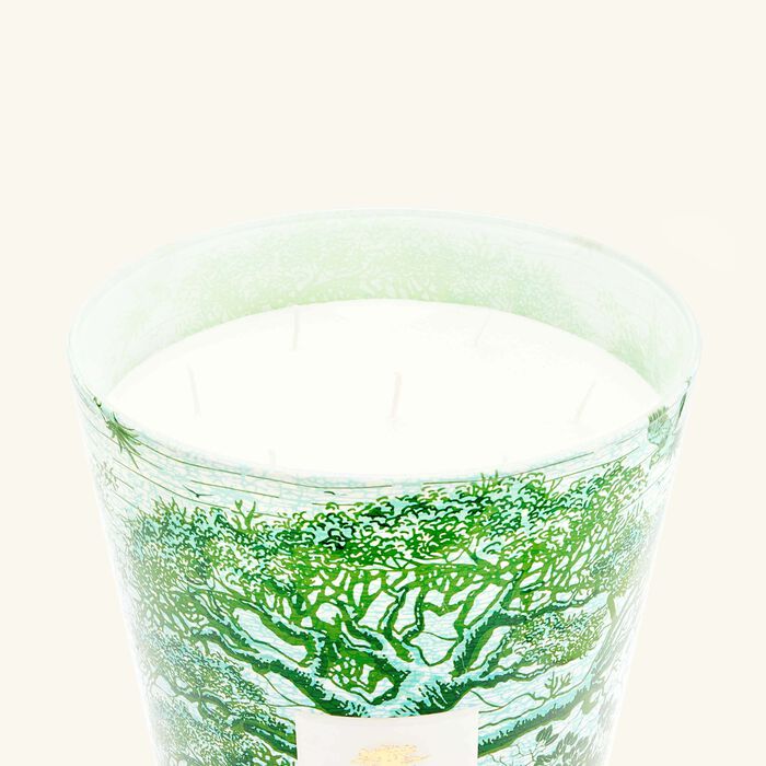 baobab collection sacred trees kamalo candle maxi max