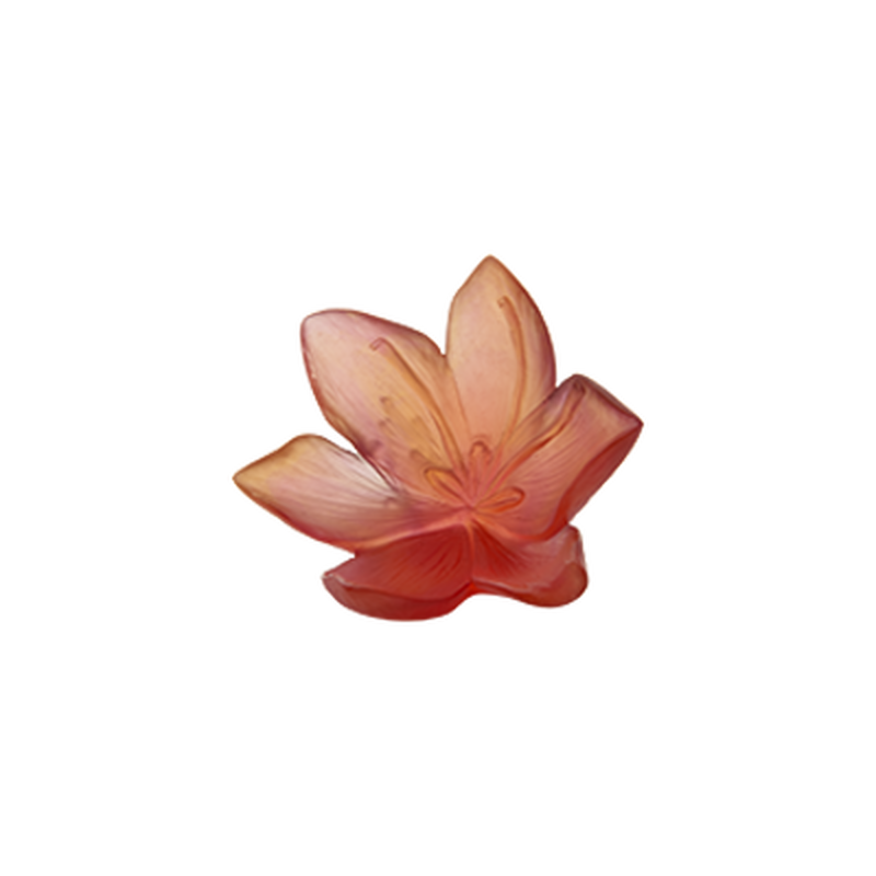 زهرة الزعفران الزخرفية الكبيرة, large