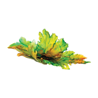 Borneo Magnum Centerpiece Borneo Magnum Centerpiece, small