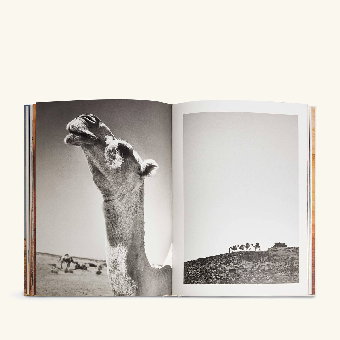 assouline camels from saudi arabia classic book 33x25cm