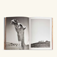 assouline camels from saudi arabia classic book 33x25cm