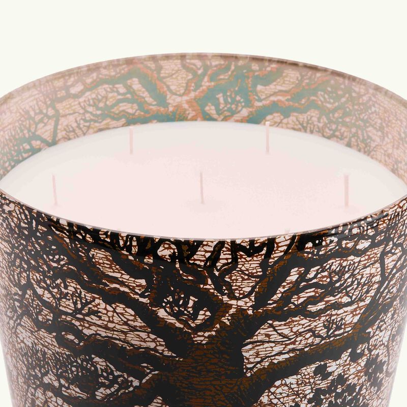 baobab collection sacred trees morondo candle maxi max