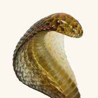 منحوتة على شكل كوبرا صغيرة بنية دوم منحوتة على شكل كوبرا صغيرة بنية