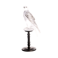 Falcon Gerfaut, small