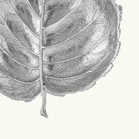 Hazelnut Leaf Bowl Small Silver buccellati hazelnut leaf bowl small silver