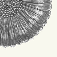 وعاء على شكل زهرة الأقحوان فضي بحجم متوسط بوتشيلاتي وعاء على شكل زهرة الأقحوان فضي بحجم متوسط